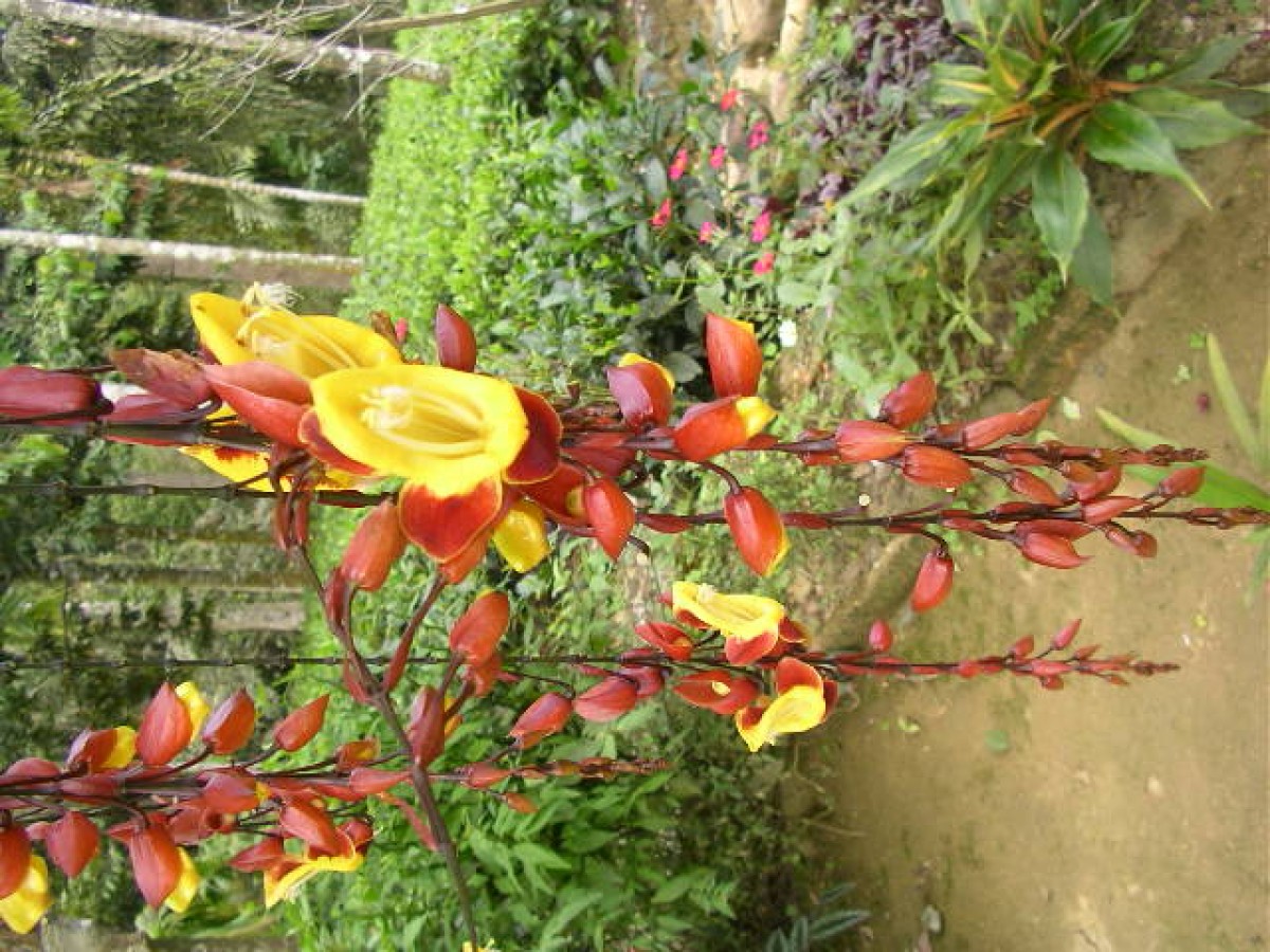 Thunbergia mysorensis (Wight) T.Anderson